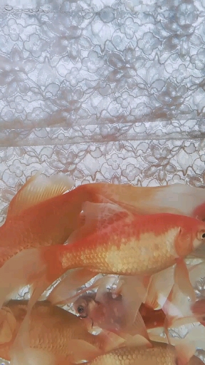 漂亮可爱的金鱼