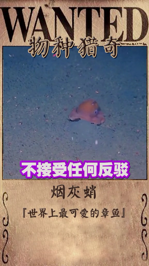 世界上最可爱的章鱼