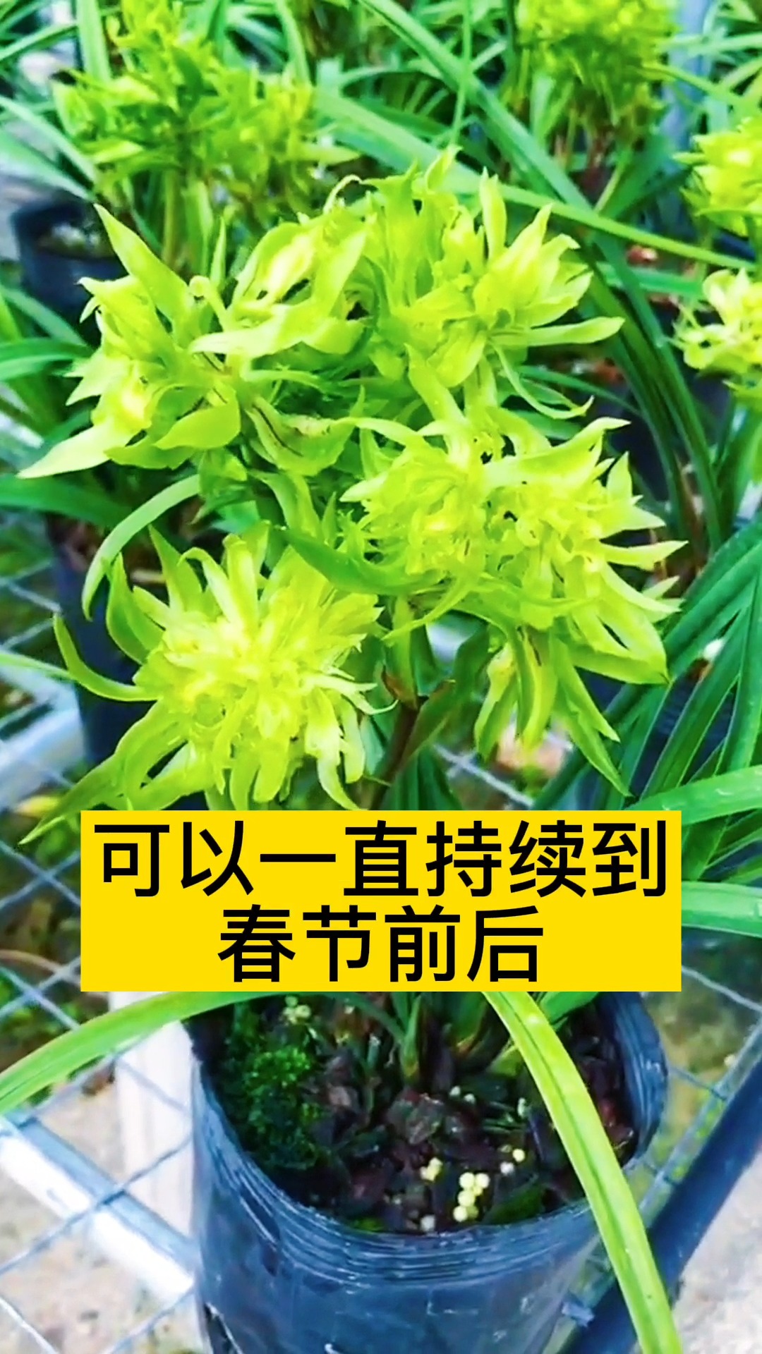 #兰花#家中养兰,万事不难,花开富贵,吉祥好兆头
