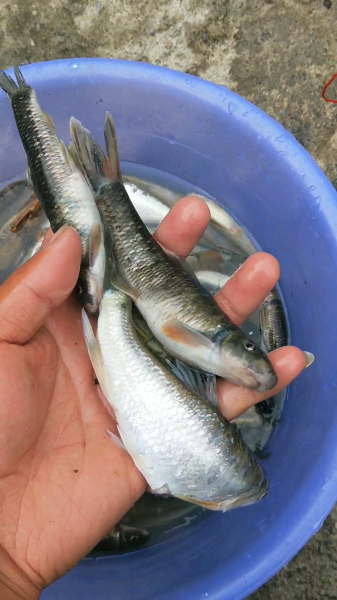 户外都没见过的鱼种