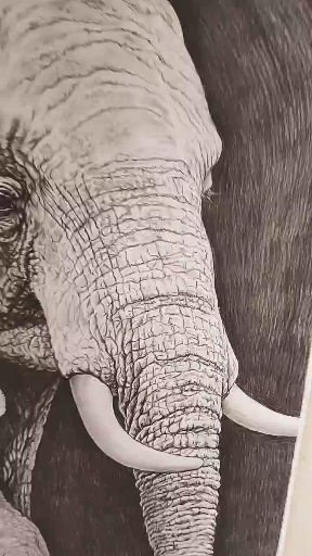 少儿美术儿童画绘画素描大象