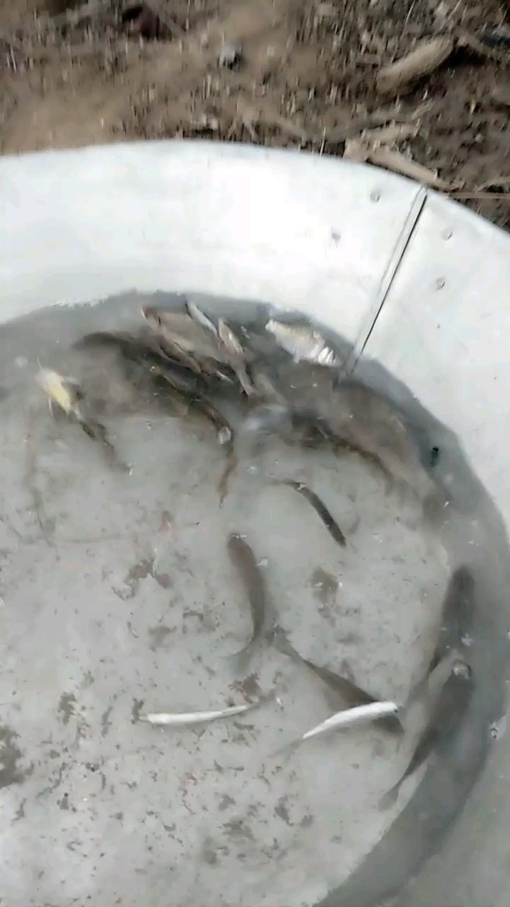 纯正的黄河鱼,一下午的战果。鲫鱼、黄姑鱼、花骨鱼。