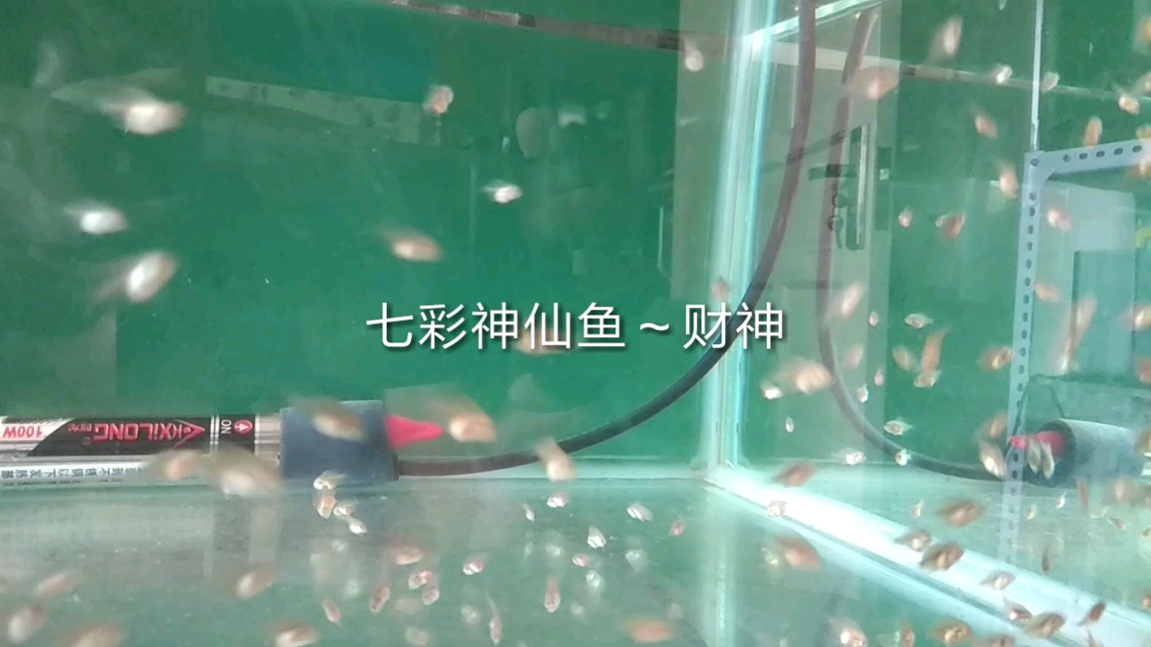 七彩神仙鱼～财神宝宝