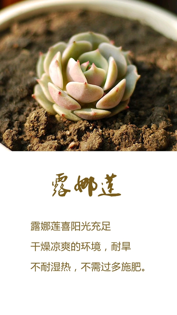 #佛系生活#这个多肉很漂亮,养起来也不难,推荐给大家!
