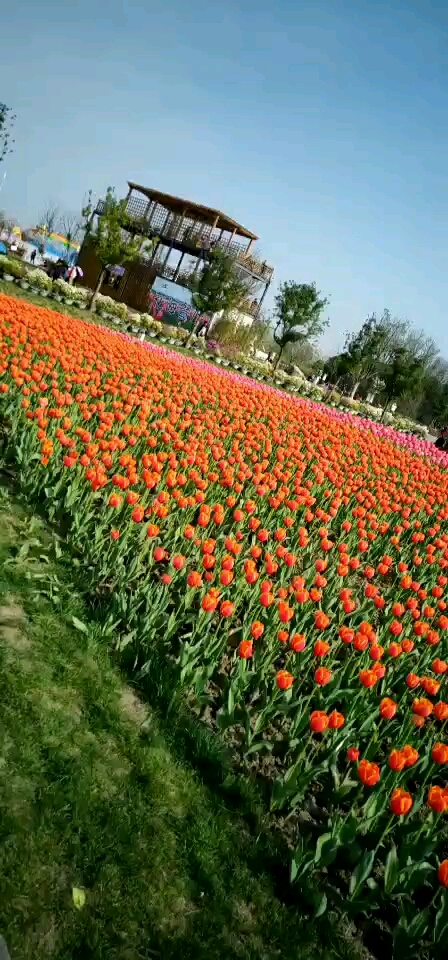 #黑暗料理之王#郁金香花语:爱的表白、荣誉的皇冠、永恒的祝福