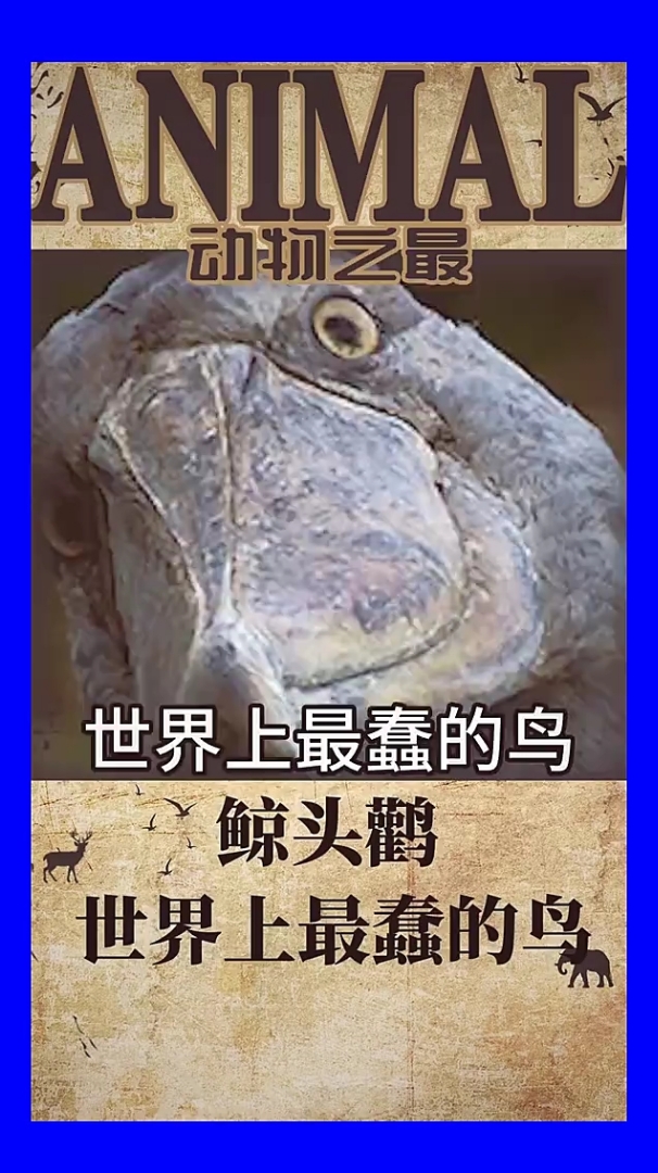 动物之最。世界上最蠢的鸟鲸头鹳世界上最蠢的鸟