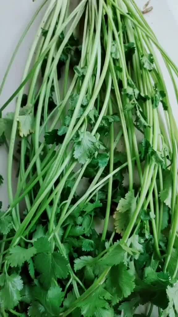 香菜根有大用,我来告诉你