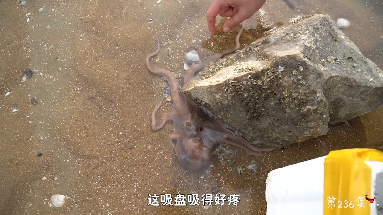 #海鲜批发#沙滩上出现好多长腿八爪鱼,抓起来像朵花一样!