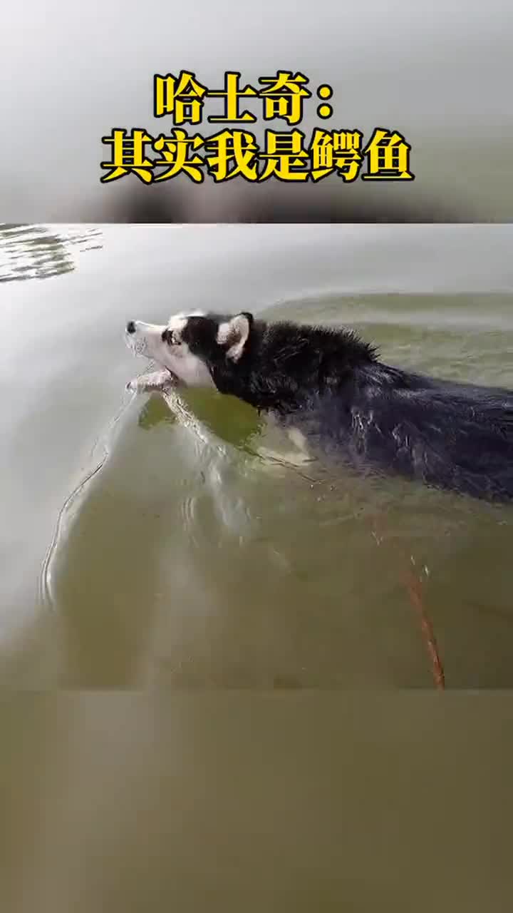 哈士奇:其实我是一只凶猛的鳄鱼,你看我在电视里面学得像不像