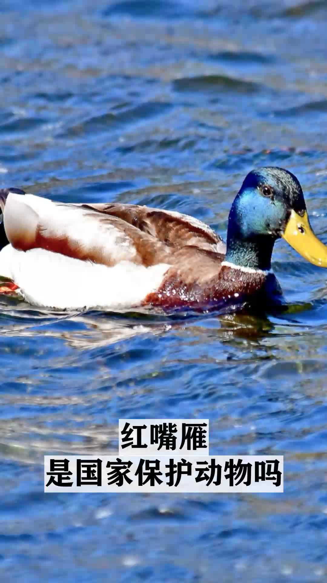 红嘴雁是国家保护动物吗