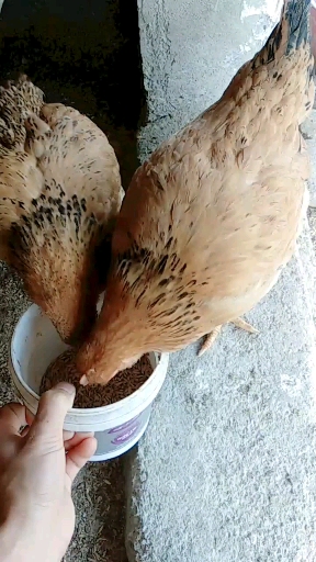 #音为有你#黄脚鸡鸡