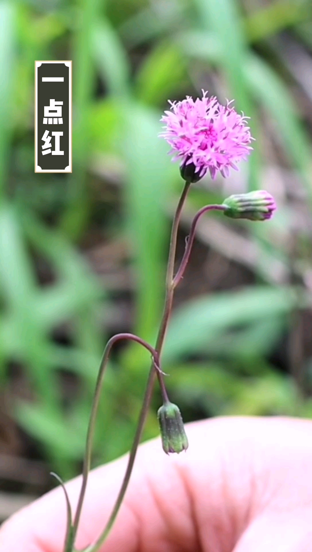 #认识中草药#一点红,以前经常可以看到,现在越来越来越少了,它的药用价值很高,你了解么