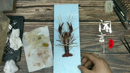 #手工制作#昨夜闲潭梦落花,今晚想吃小龙虾,龙虾买了两斤半,留着几只扎标本