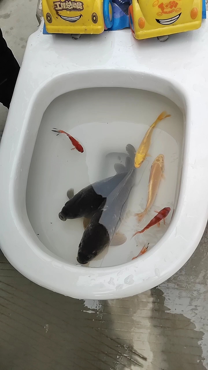 鲤鱼跃龙门