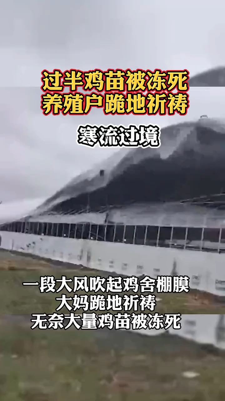 寒流来袭!#过半鸡苗被冻死养殖户跪地祈祷 打击很大