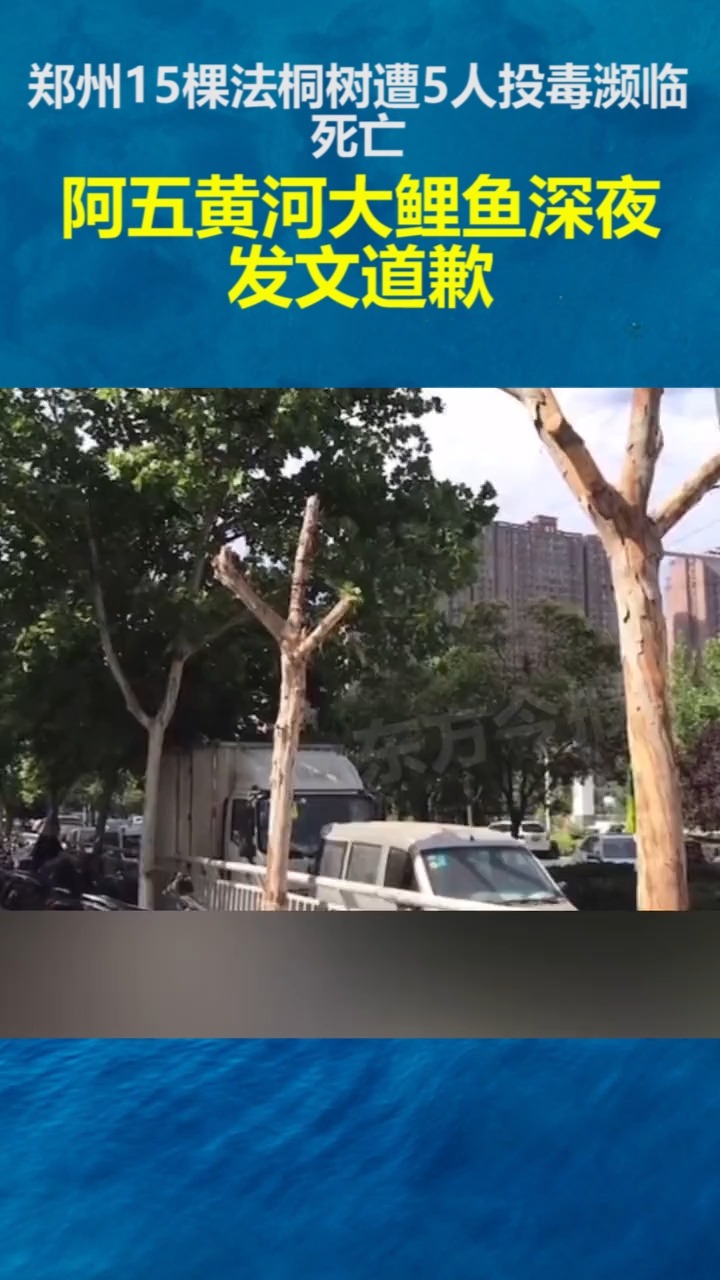 #社会新闻#郑州15棵法桐树遭5人投毒濒临死亡,阿五黄河大鲤鱼深夜发文道歉