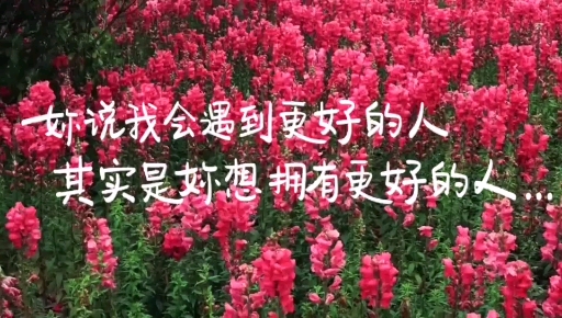 金鱼草