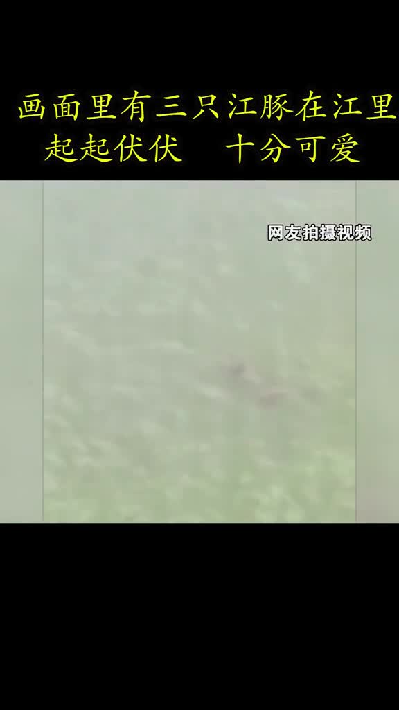 #全民正能量#网友拍到“水中大熊猫”一家三口出行,让人实名羡慕了!#苏州