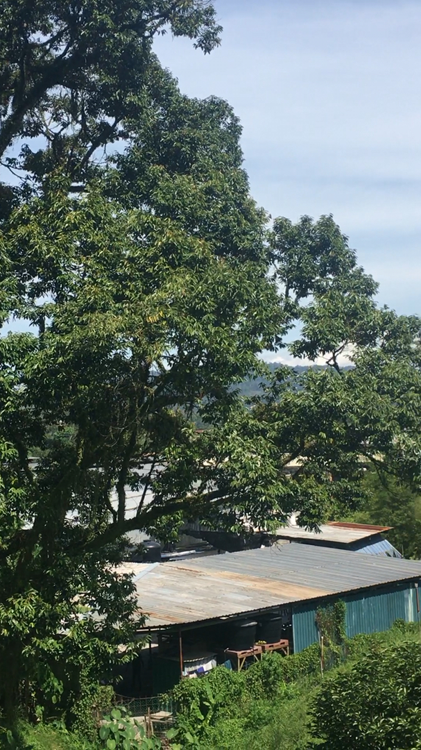 #音为有你#榴莲园中养山水鱼