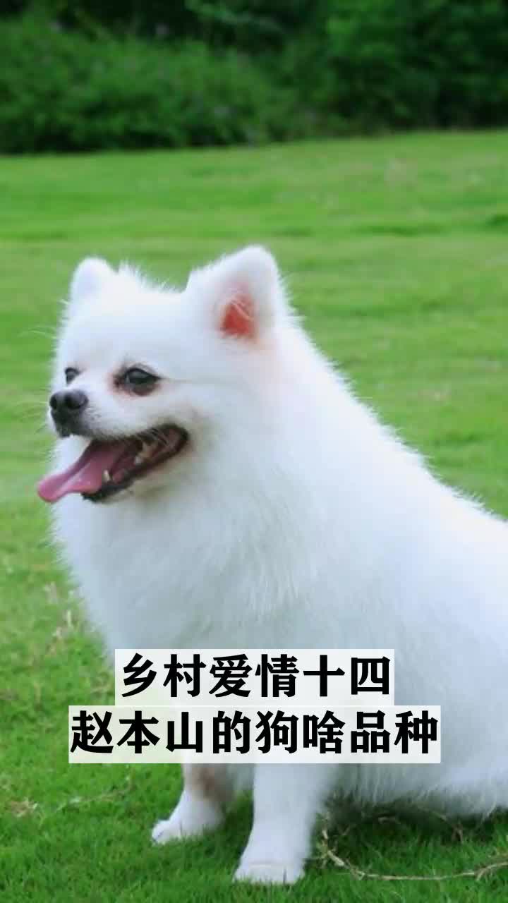 乡村爱情十四赵本山的狗啥品种
