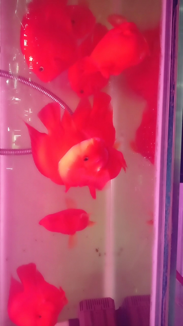 分享视频