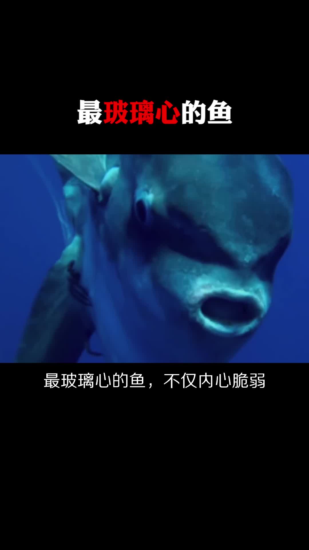 #每天一点冷知识#最玻璃心的鱼