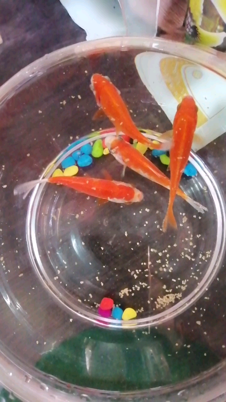 早上好,看到此视频者年年有余,财源广进。