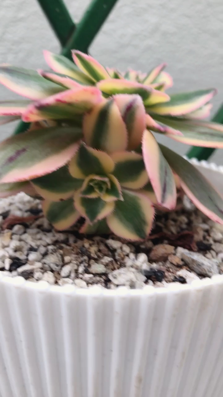 #我的小花园#艳日伞景天科拟莲花掌属多肉植物:原始法师的锦斑品种,喜光喜水,避免长期淋雨!