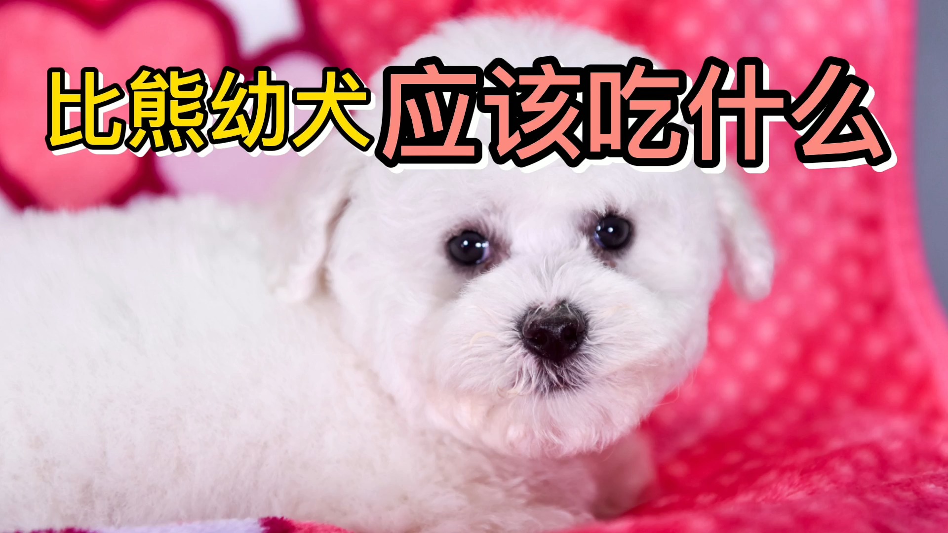 比熊幼犬应该吃什么