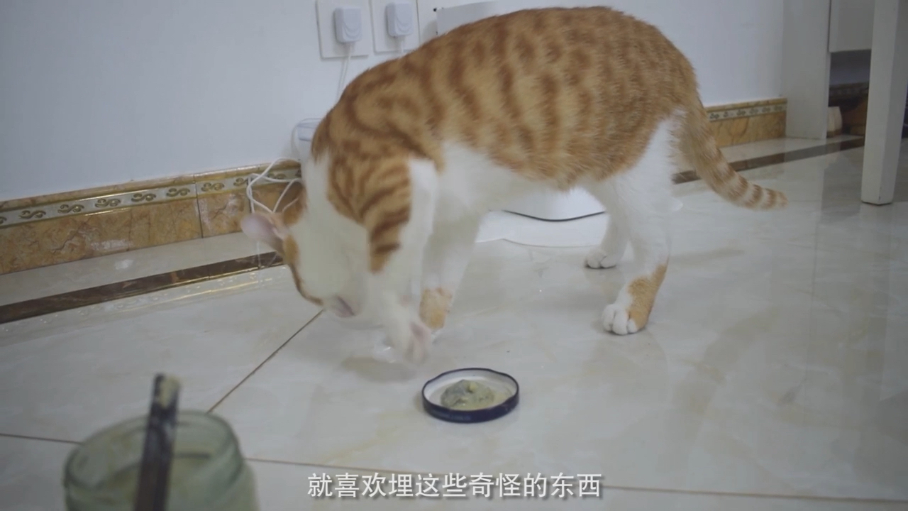 #我家萌宠成精了#给猫咪闻臭豆腐，猫以为是shi