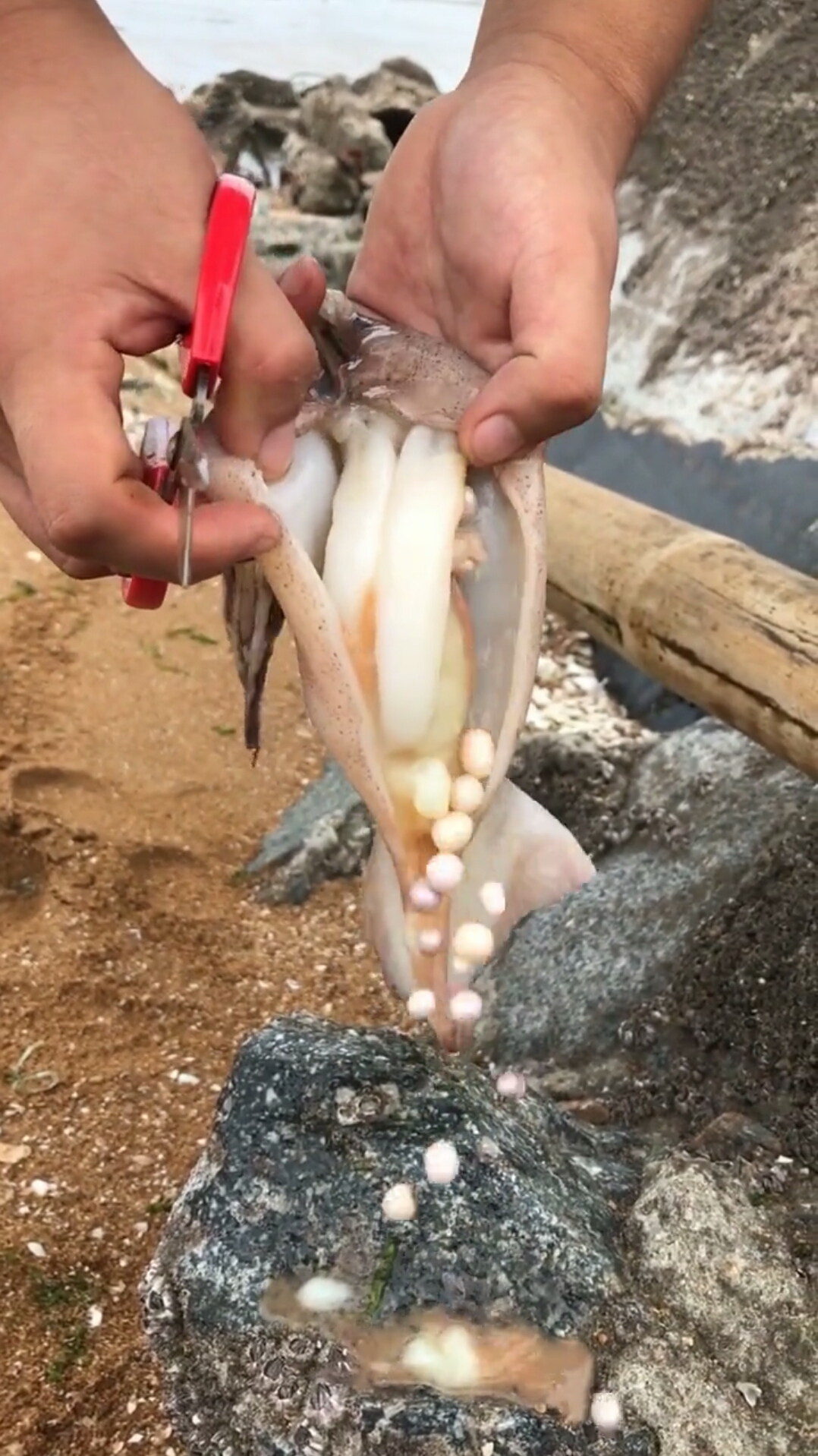解剖大鱿鱼,这鱿鱼肚子里怎么会有珍珠呢?