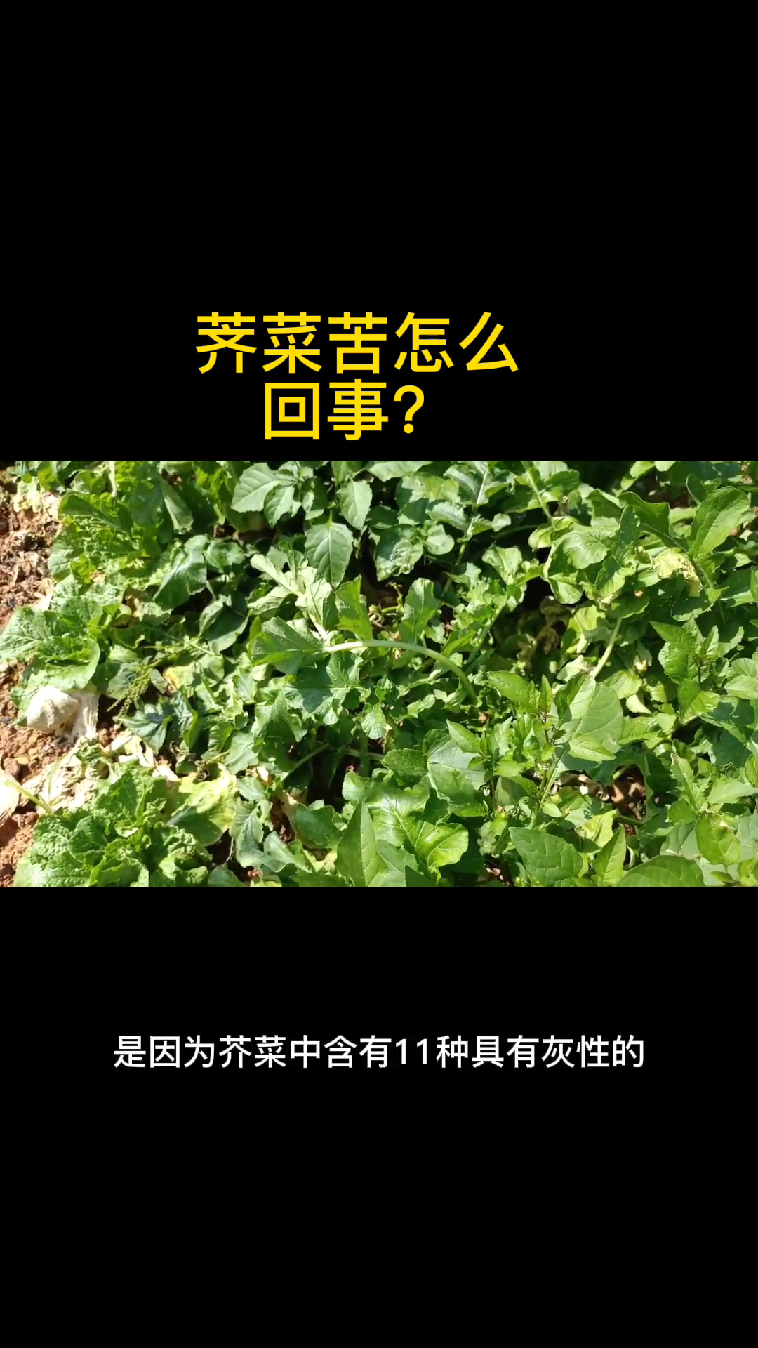 荠菜苦怎么回事?
