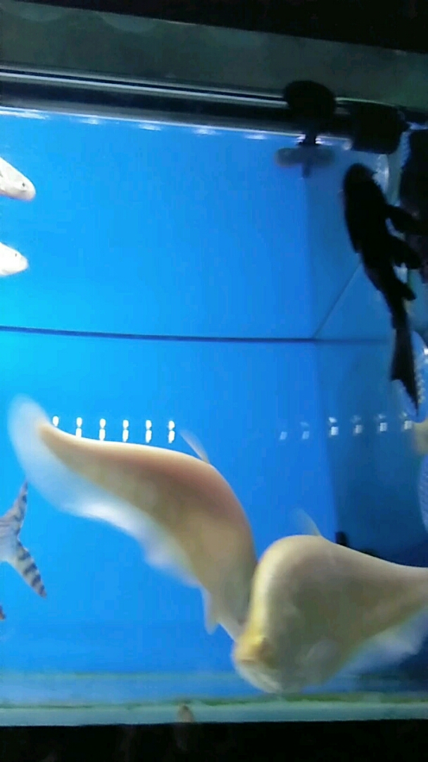 猜猜都是什么鱼