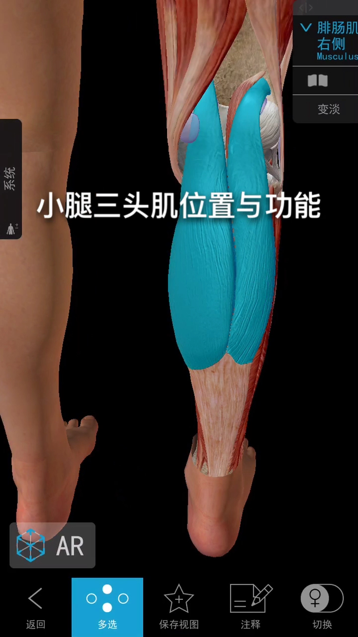 #小腿肌肉位置与功能