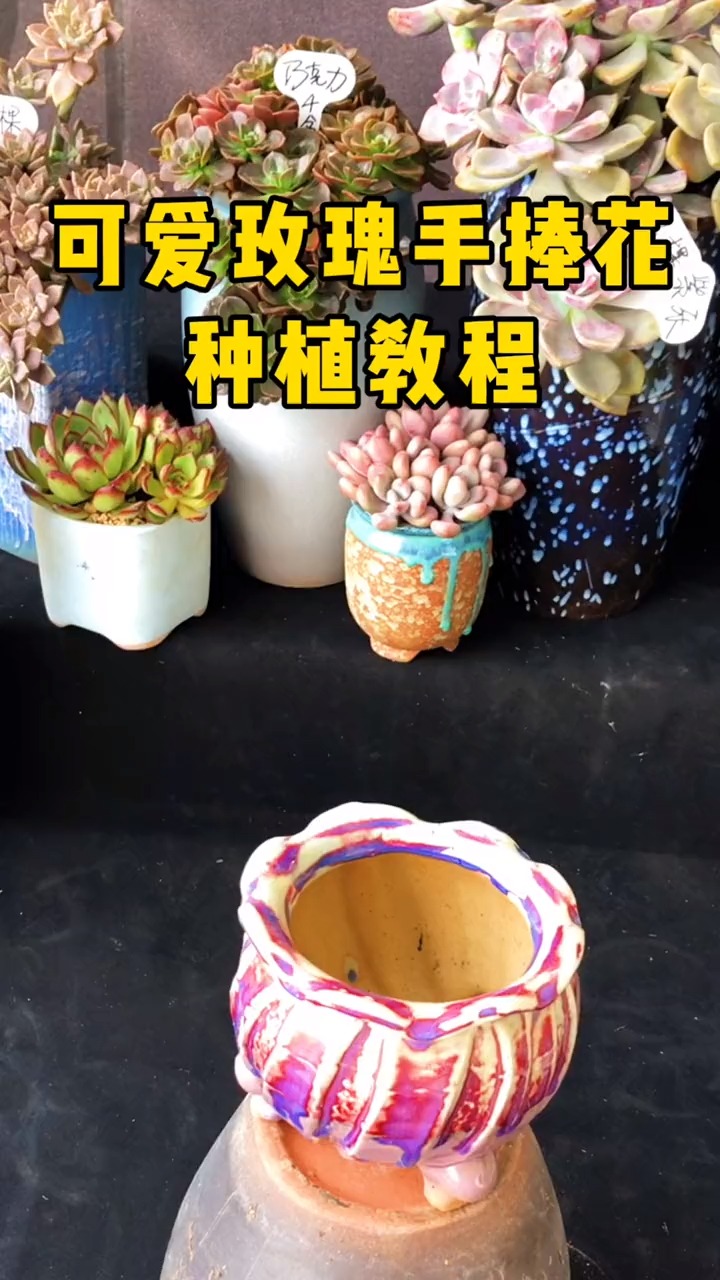 #有一种可爱叫多肉!#一个盆,两颗可爱玫瑰,一把捏子,体验一把。