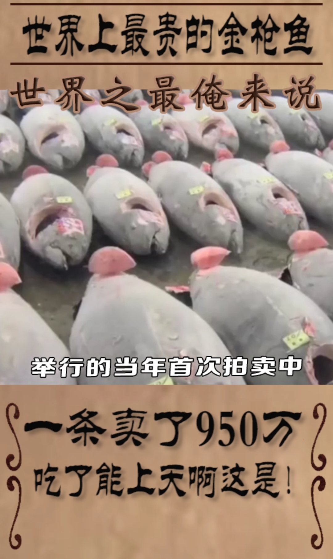 世界上最贵的金枪鱼,一条卖了950万,能回本吗?