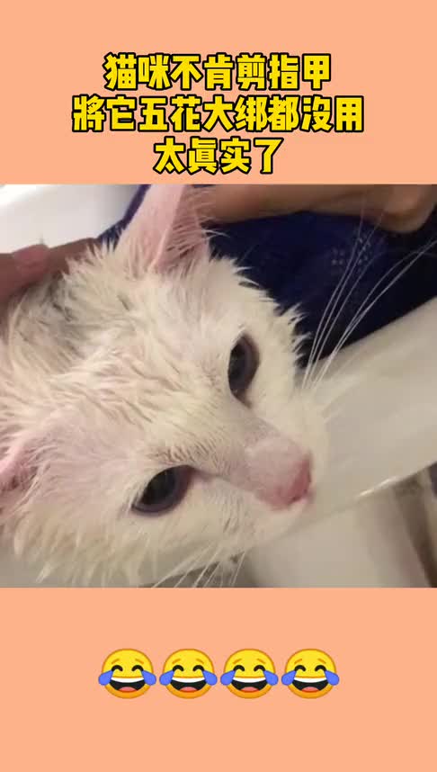 猫咪不肯剪指甲,将它五花大绑都没用,太真实了