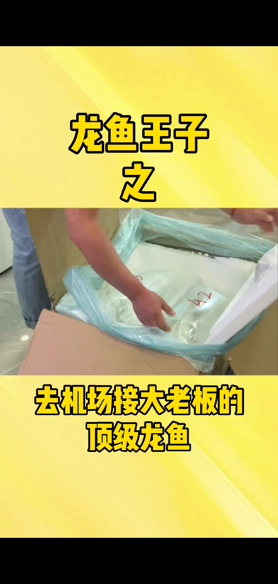 #龙鱼#今天开车去机场接大老板的顶级龙鱼:印尼白金红龙+白玉红龙!