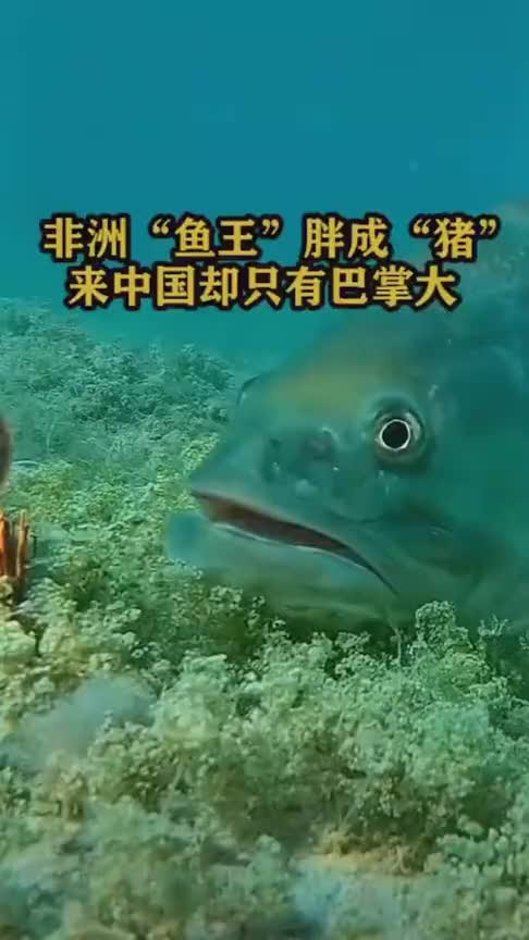 非洲鱼王胖成猪,来中国却只有巴掌大