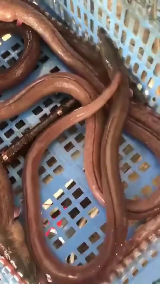 土龙汤的功效滋补强壮活血通络主病后虚弱腰背酸痛跌打损伤骨折骨湿痹痛愉快
