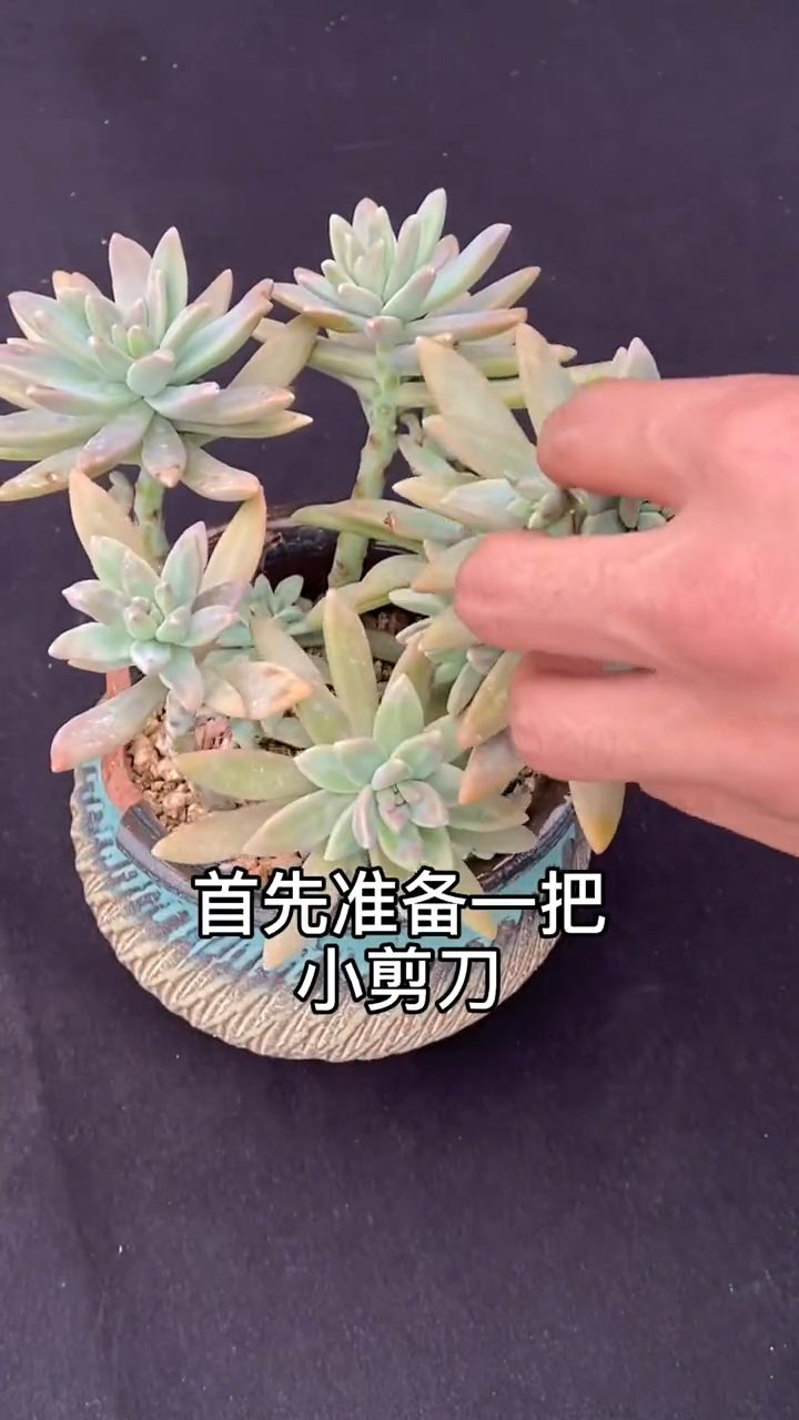 多肉长高修剪方法