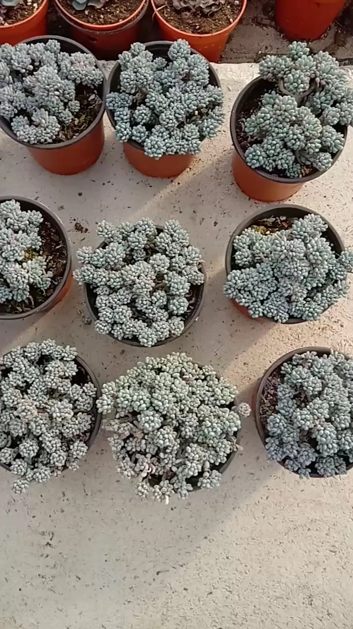 蓝豆老桩!!出状态很漂亮!!