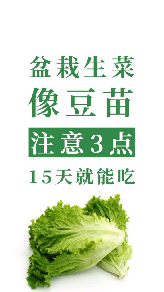 #郊游踏青#盆栽生菜,像豆苗注意3点,15天就能吃!