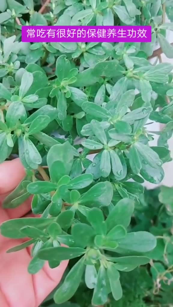 野菜马齿苋,营养丰富你们吃过吗?怎么吃?