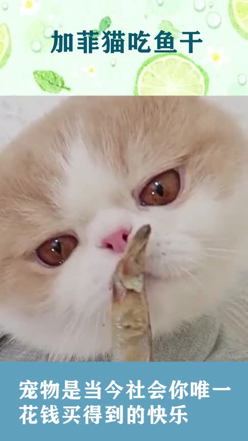 加菲猫吃鱼干,他真的很可爱小脸颊鼓鼓的