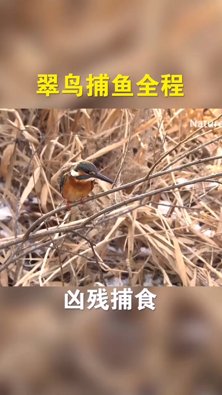 翠鸟捕鱼全程。凶残捕食