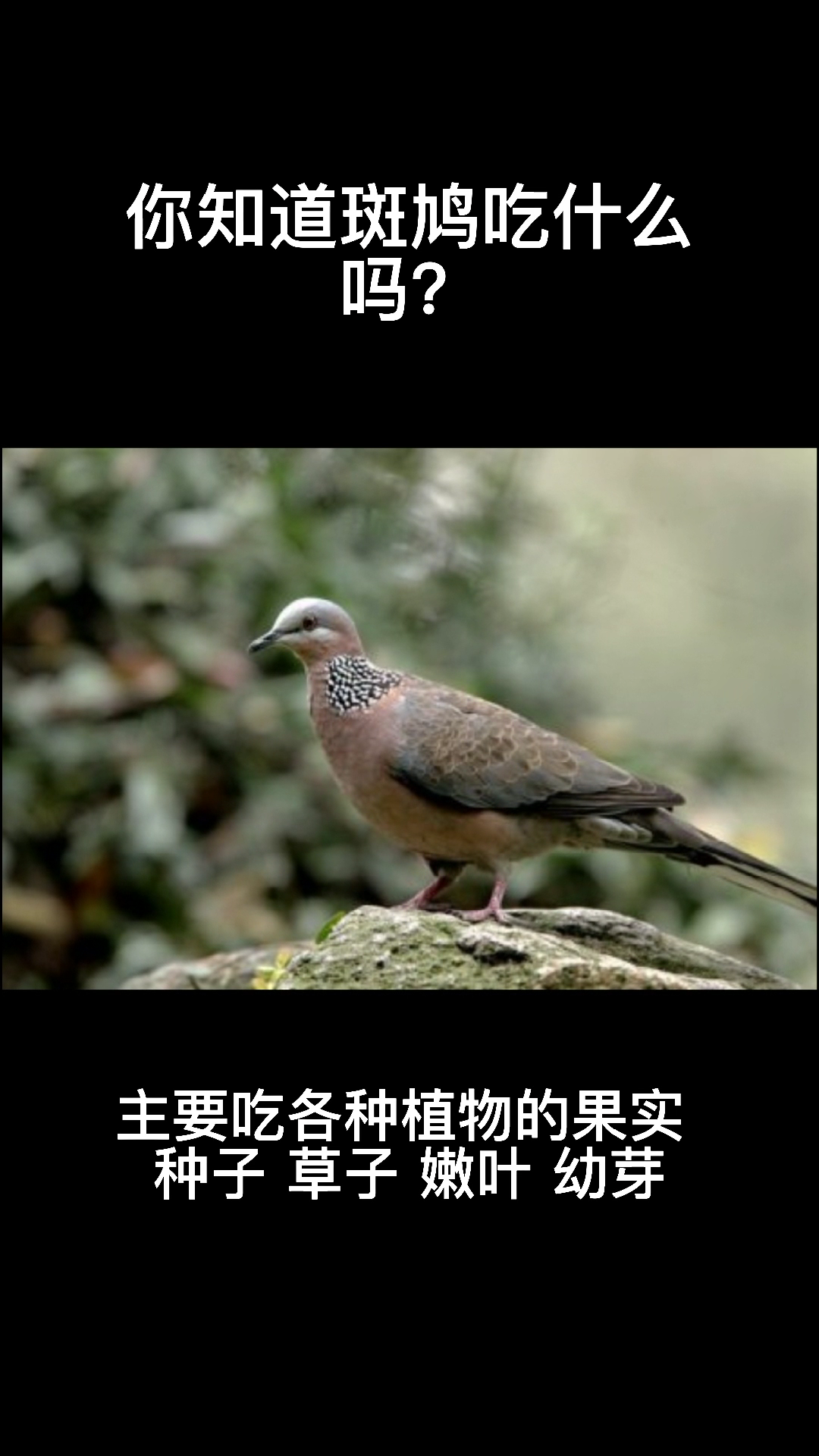 你知道斑鸠吃什么吗?