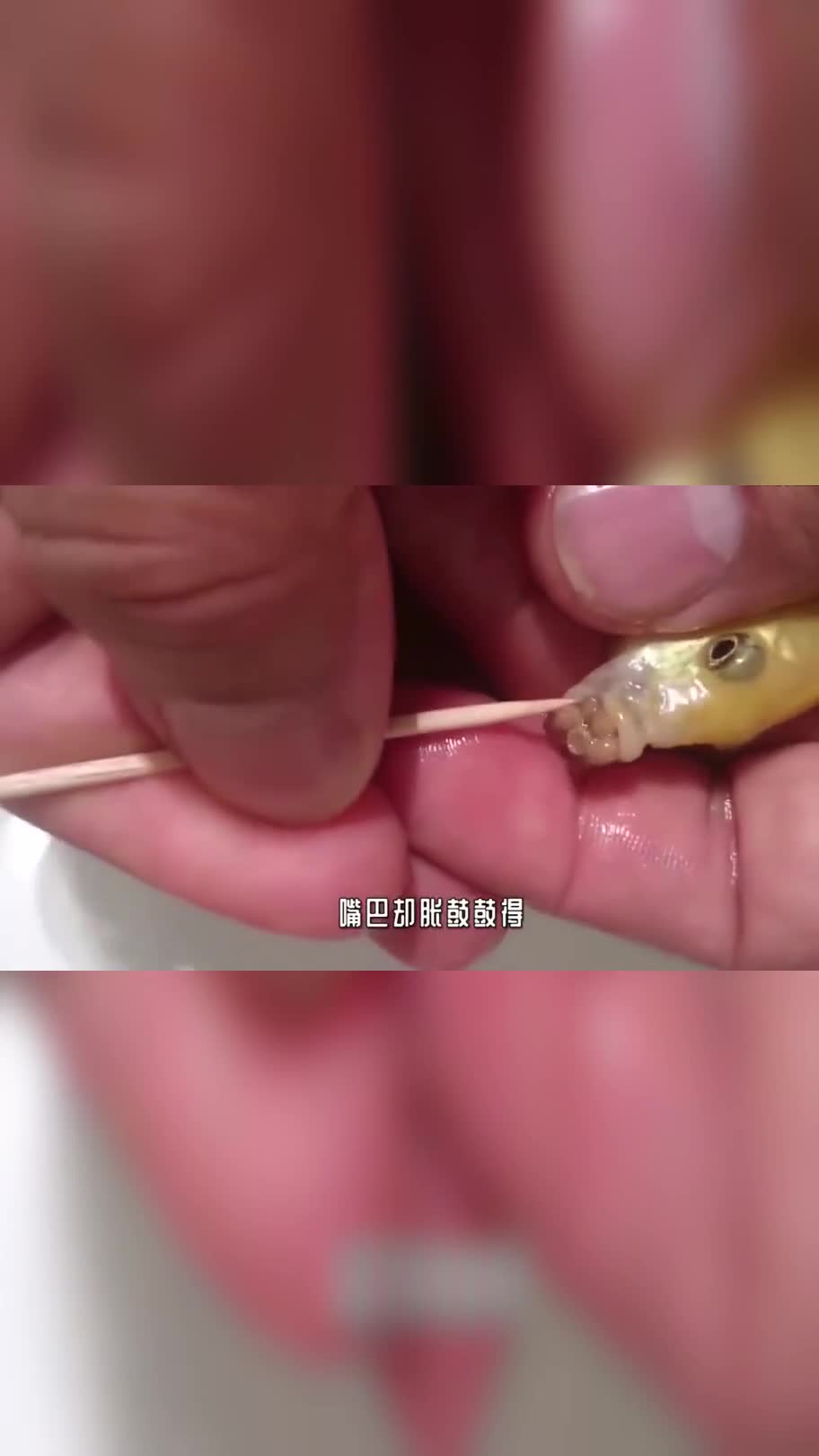 上海男子养的锦鲤,好几天不吃不喝,肚子却鼓胀,结果挤出了东西来?