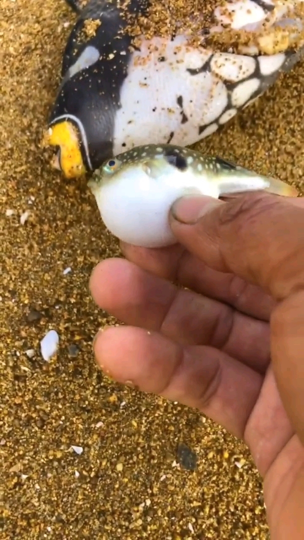 小河豚和扒皮鱼很配哦。
