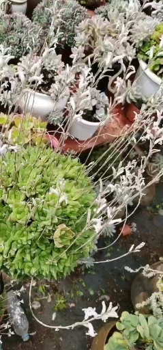 玉露开花美极了